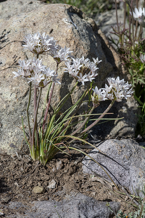 Allium macropetalum