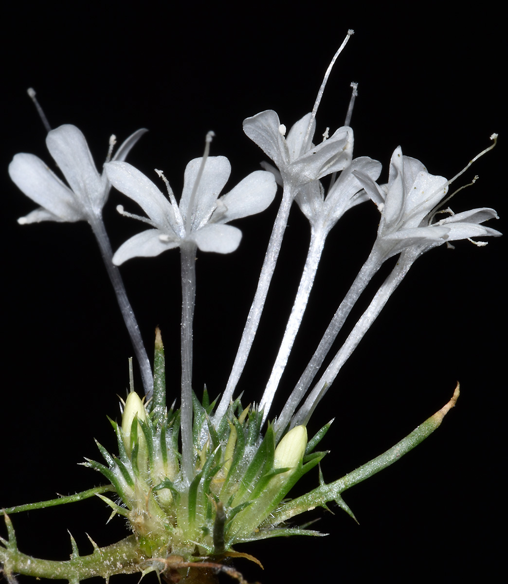 Navarretia myersii ssp. myersii