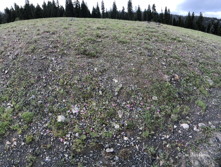 Lewisia stebbinsii Lewisia stebbinsii