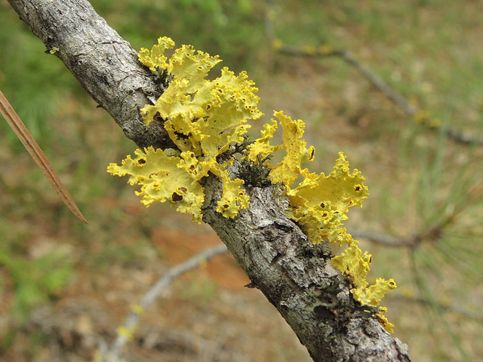 Vulpicida canadensis