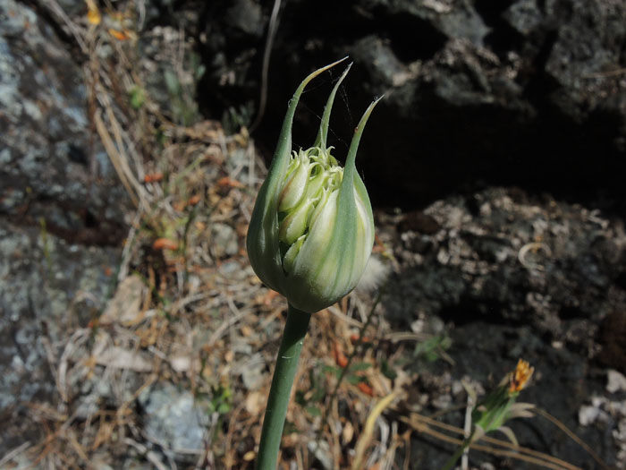 Allium jepsonii Allium jepsonii