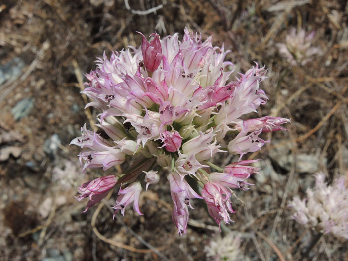 Allium jepsonii Allium jepsonii