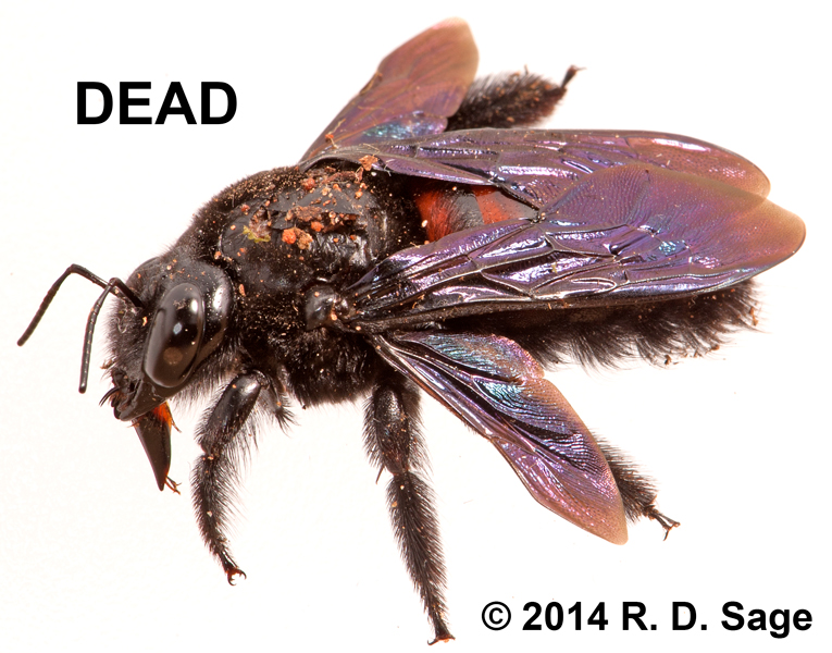 Xylocopa nigrocinta Xylocopa nigrocinta