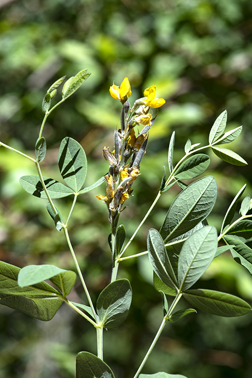 Thermopsis montana