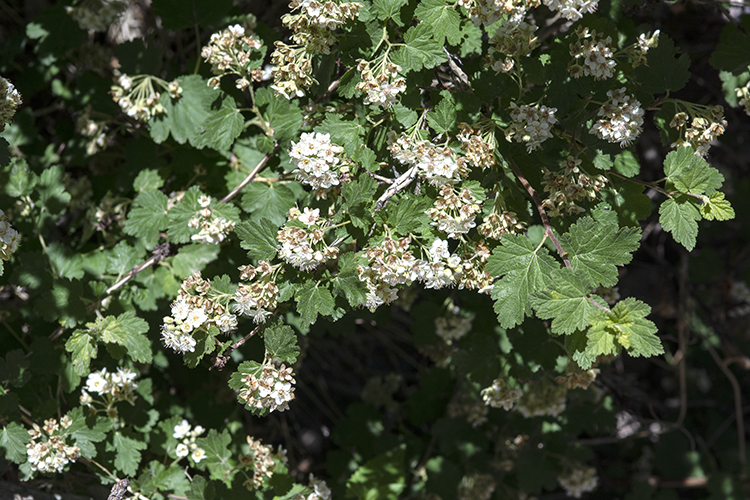 Physocarpus monogynus