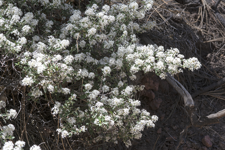 Ceanothus fendleri