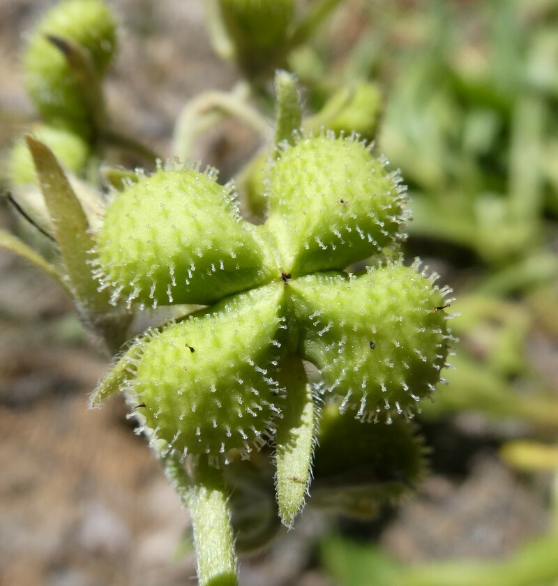 Andersonglossum occidentale
