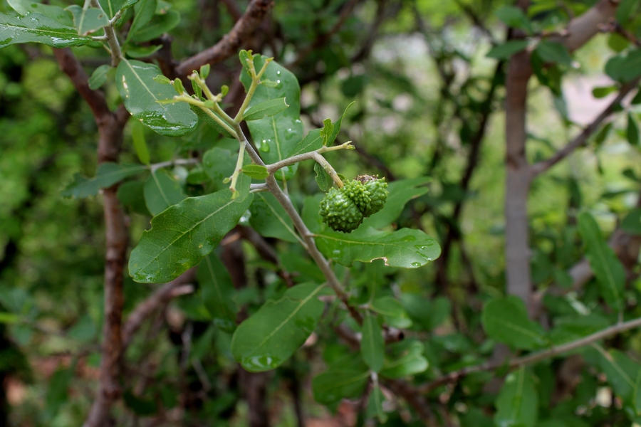 Ayenia paniculata