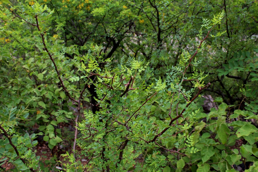 Calphotos Bursera Laxiflora Torote Prieto