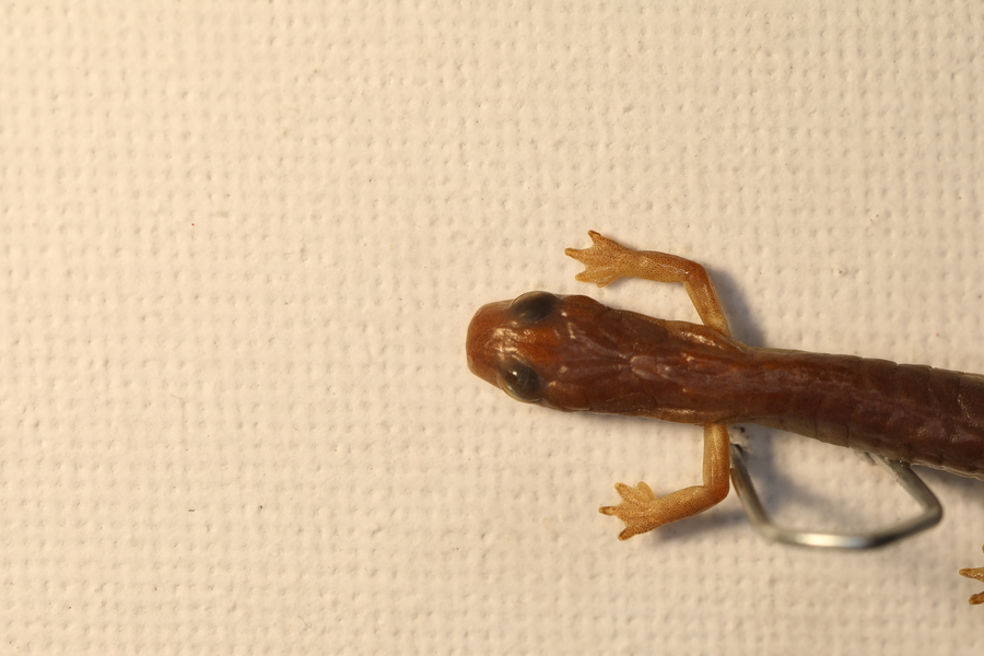 Chiropterotriton ceronorum Chiropterotriton ceronorum