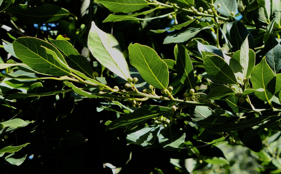 Laurus nobilis