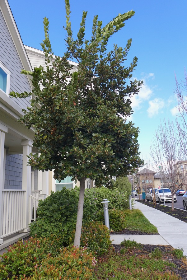 Laurus nobilis