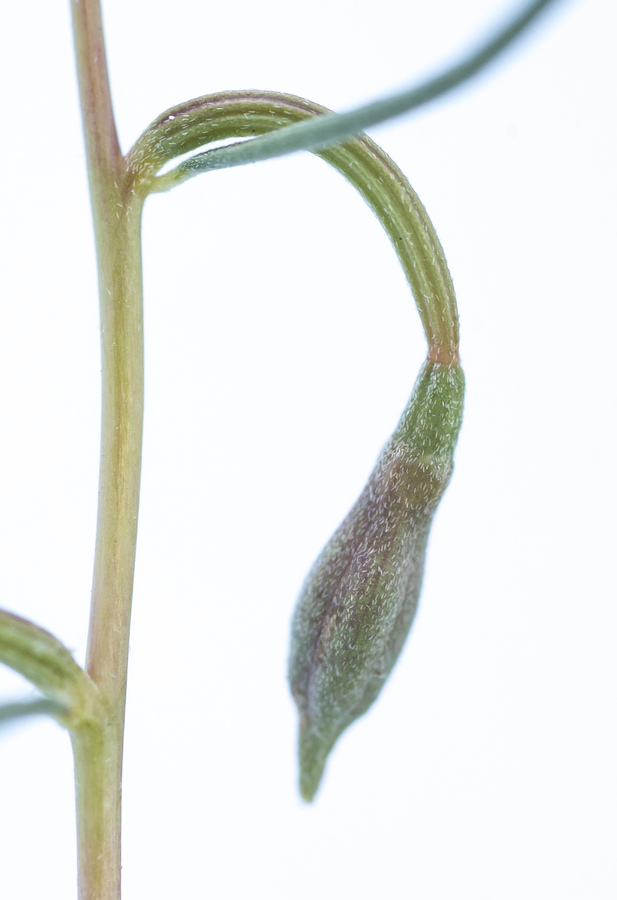 Clarkia xantiana ssp. parviflora