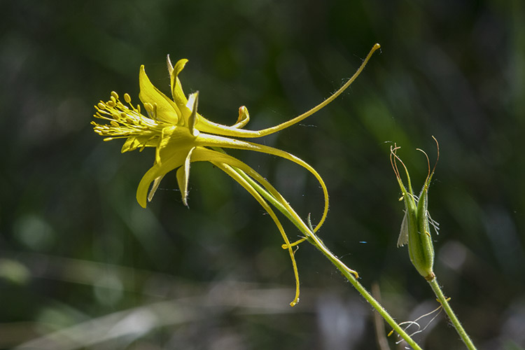 Aquilegia chrysantha