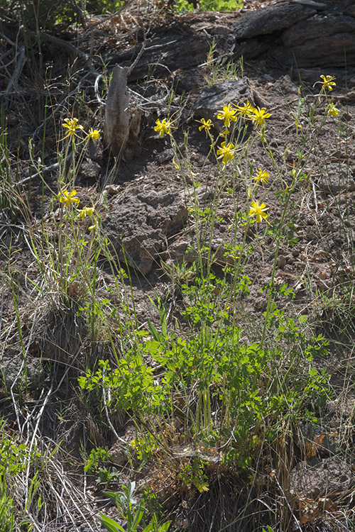 Aquilegia chrysantha