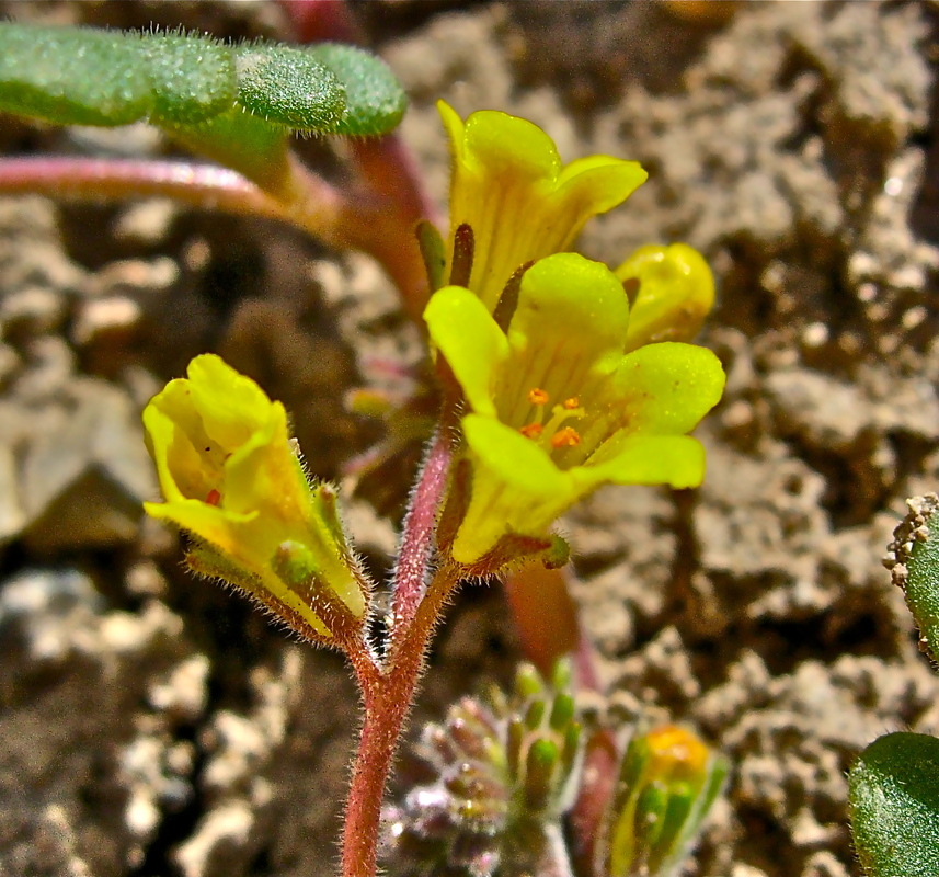 Phacelia adenophora