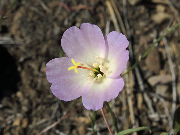 Clarkia arcuata Clarkia arcuata