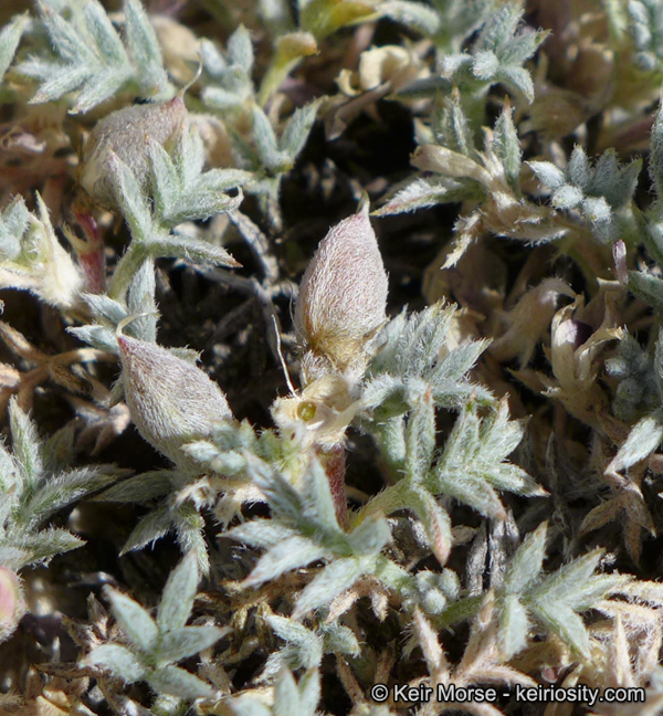 Astragalus kentrophyta var. tegetarius
