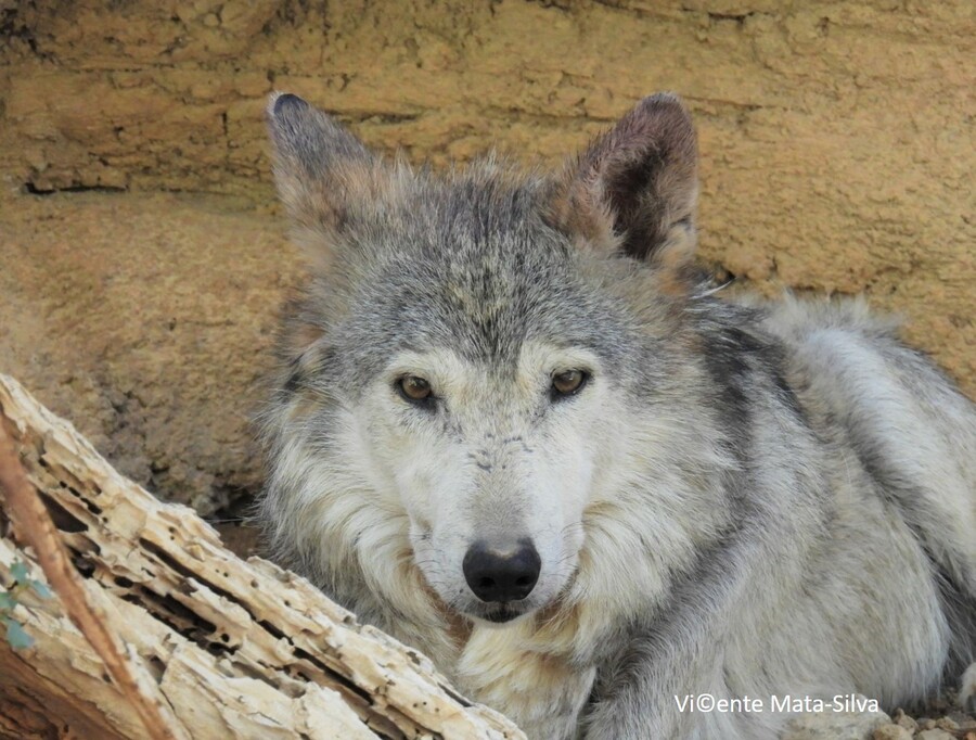 Canis lupus Canis lupus