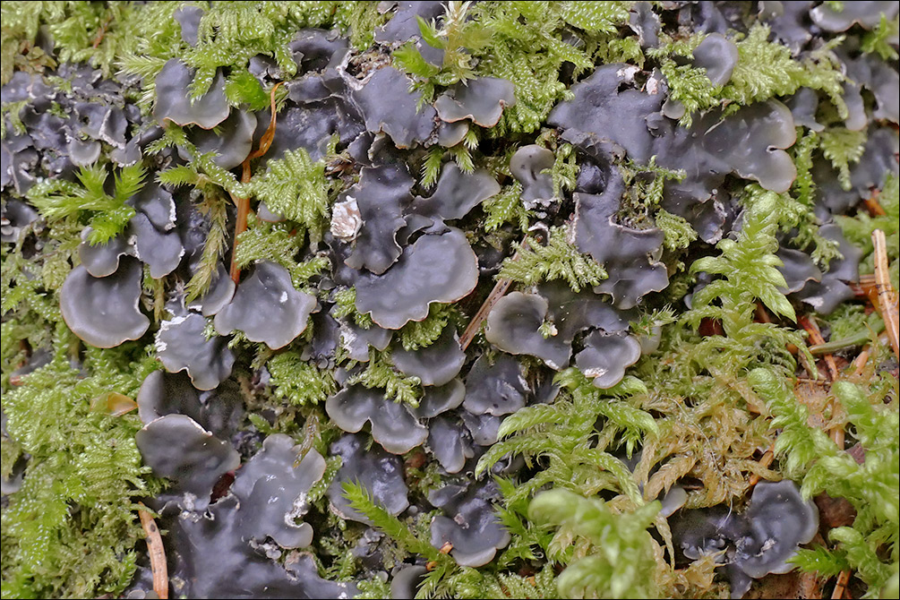 Peltigera neckeri