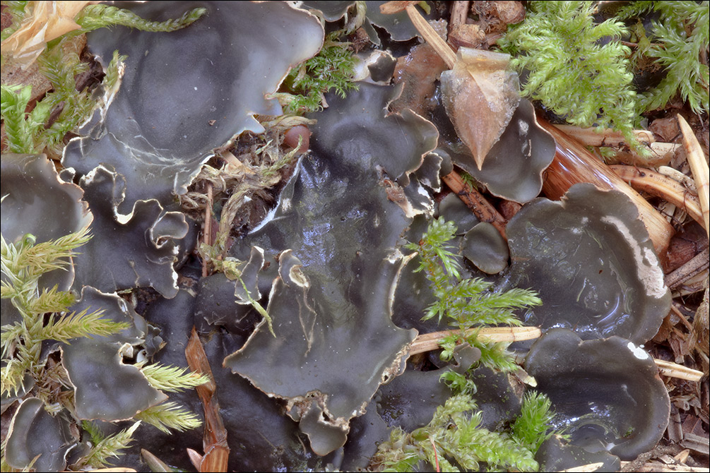 Peltigera neckeri