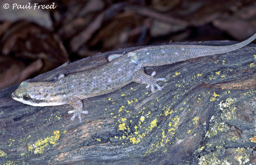 Geckolepis typica