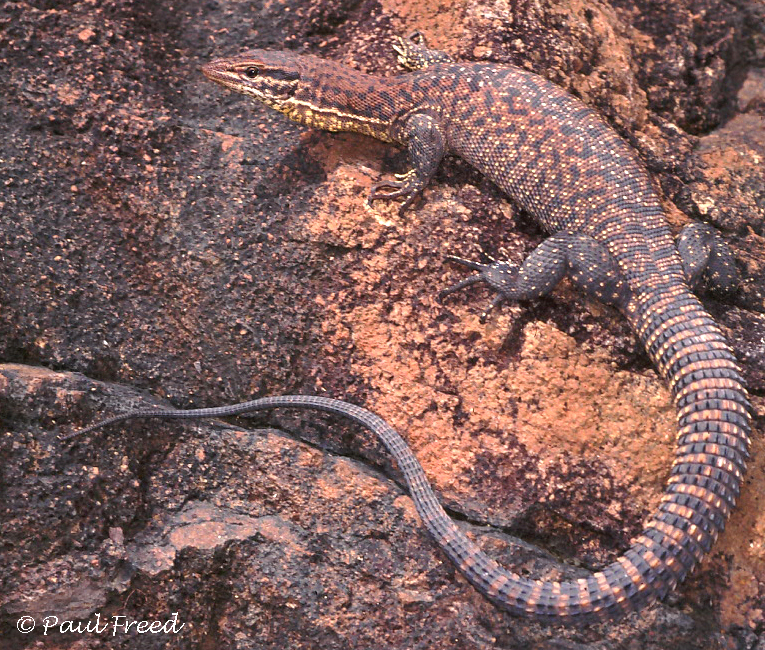 Varanus baritji