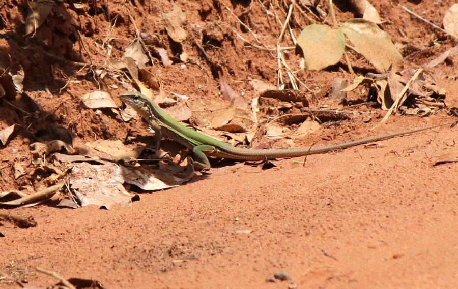 Ameiva ameiva