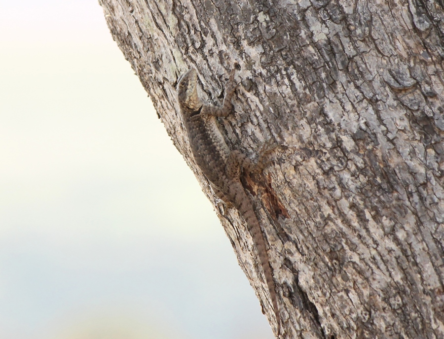 Tropidurus torquatus