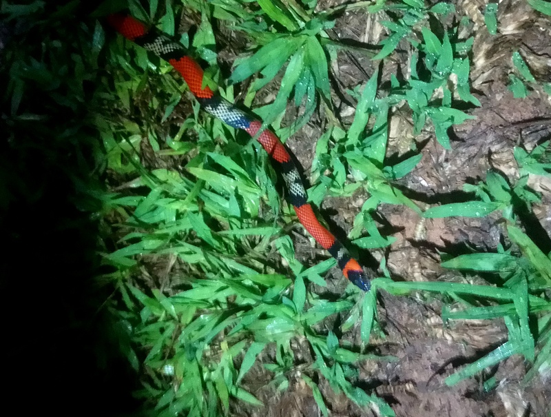 Oxyrhopus guibei