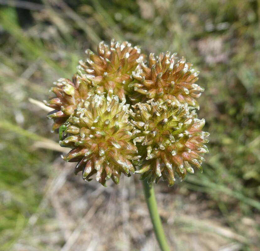 Allium vineale
