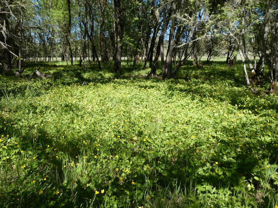 Ranunculus orthorhynchus var. platyphyllus