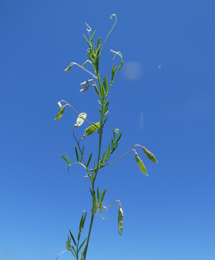 Vicia tetrasperma