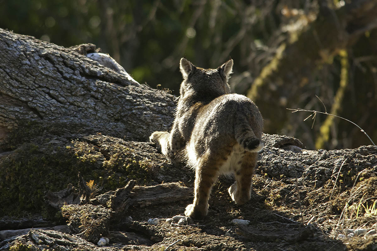 Lynx rufus