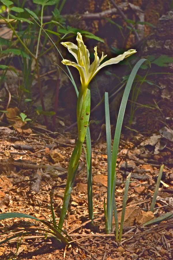 Iris tenuissima