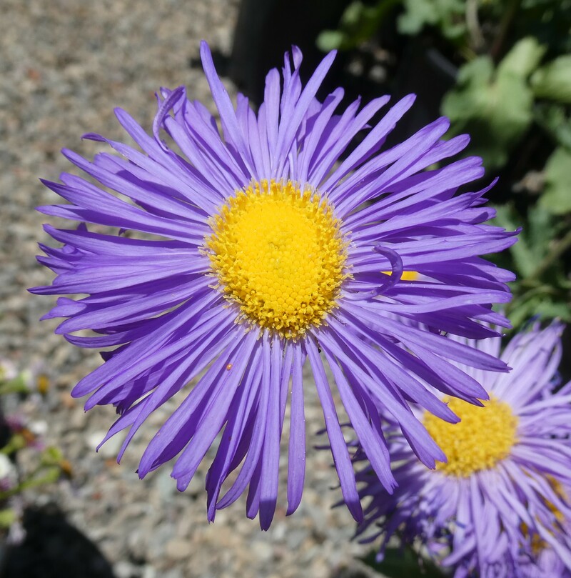 Erigeron formosissimus