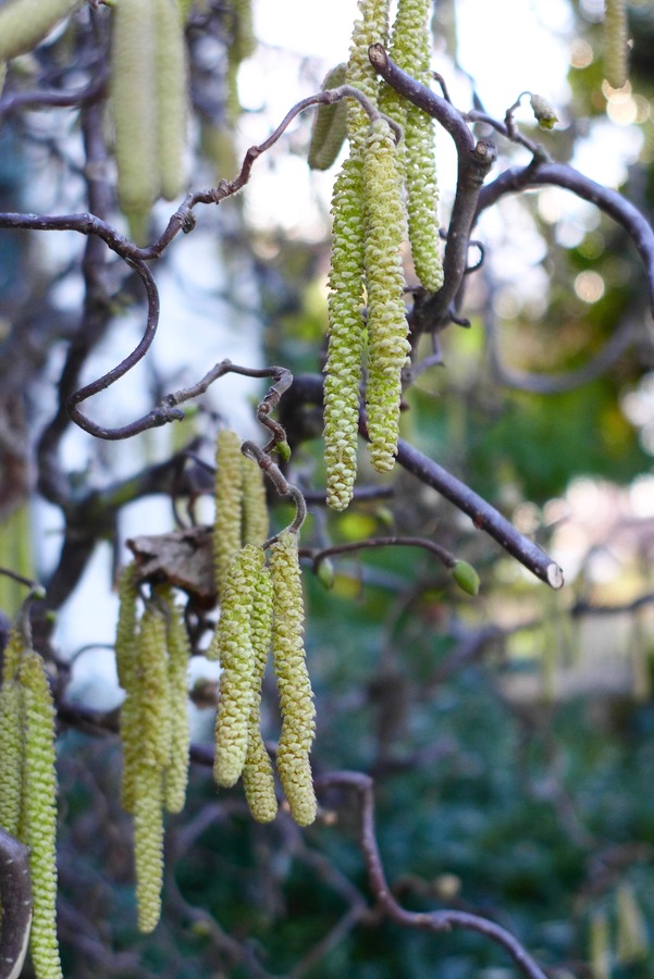 Corylus avellana var. avellana