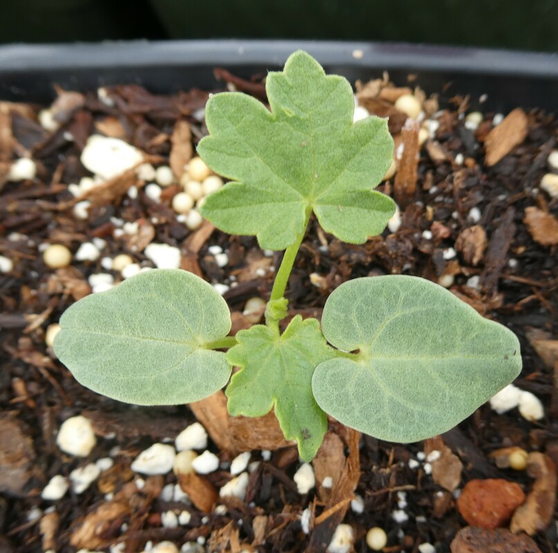 Lavatera assurgentiflora ssp. assurgentiflora