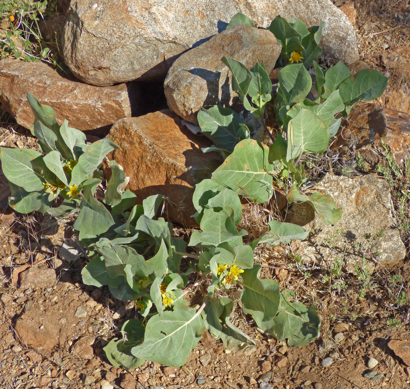 Wyethia ovata