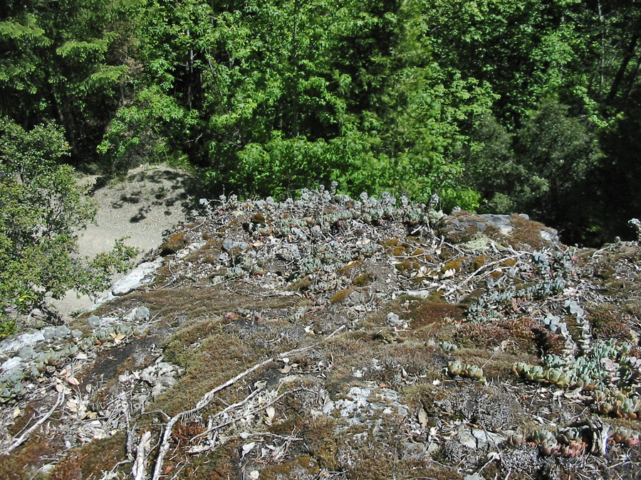 Sedum laxum ssp. heckneri