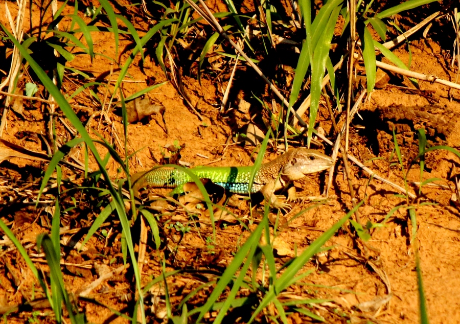 Ameiva ameiva