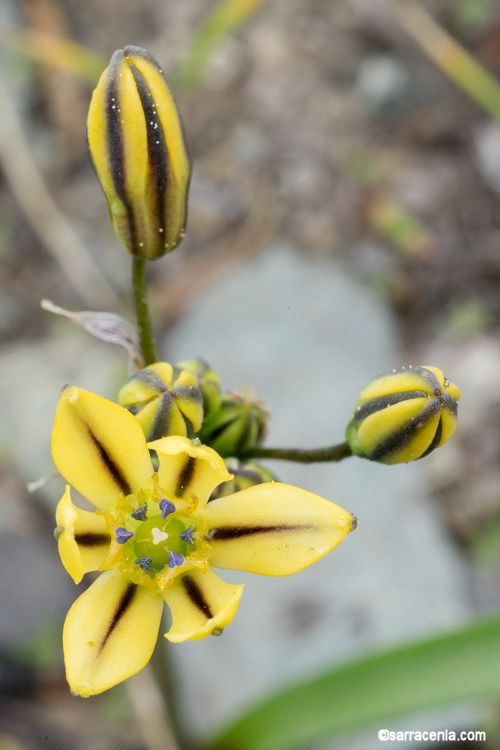 Triteleia ixioides ssp. anilina