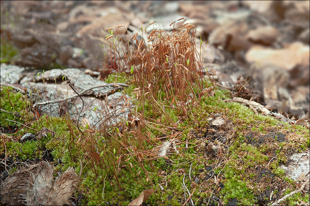 Bryum capillare