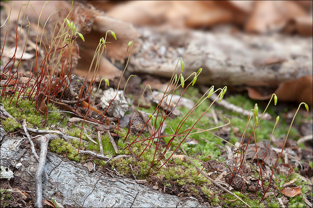 Bryum capillare