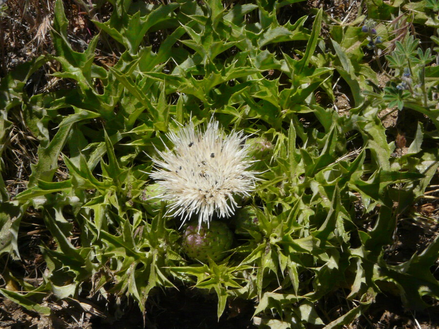 Cirsium scariosum var. americanum Cirsium scariosum var. americanum