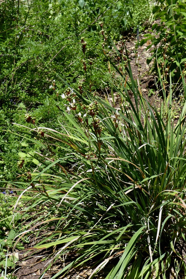 Libertia grandiflora