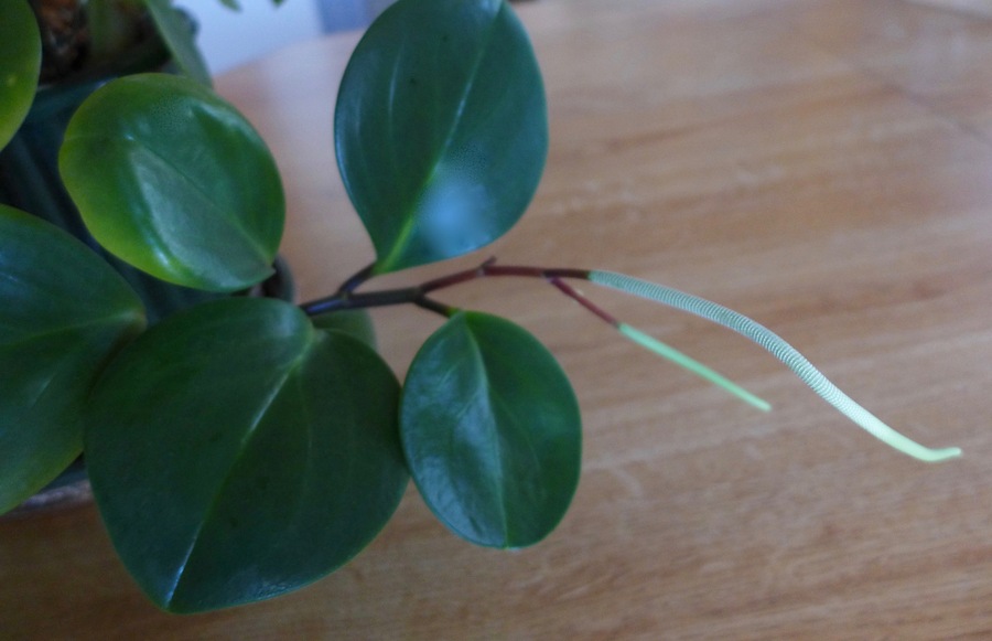 Peperomia floridans