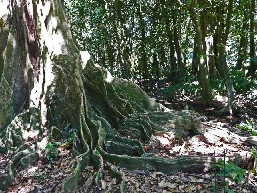 Inocarpus fagifer