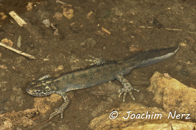 Triturus carnifex Triturus carnifex