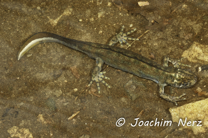 Triturus carnifex Triturus carnifex